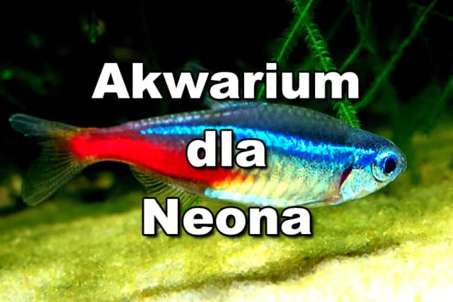Jakie podłoże do akwarium z neonkami zapewni zdrowe ryby? Jakie podłoże do akwarium z neonkami zapewni zdrowe ryby?