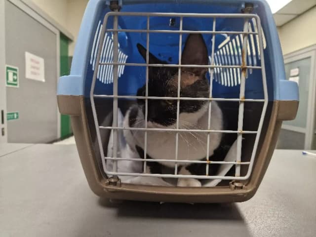 Pilna pomoc dla kotów Devon Rex w schronisku - ich zdrowie w niebezpieczeństwie Pilna pomoc dla kotów Devon Rex w schronisku - ich zdrowie w niebezpieczeństwie