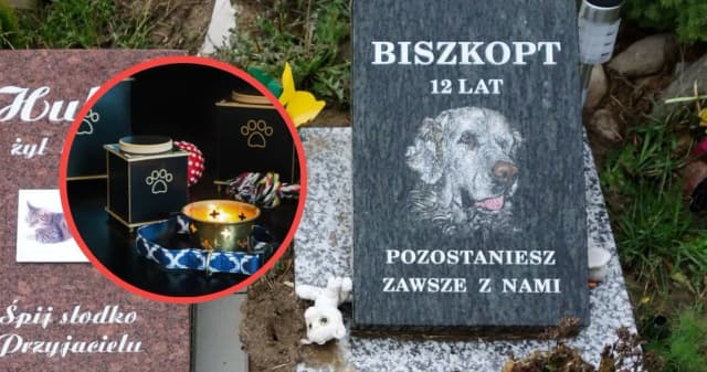 Ile kosztuje kremacja zwierząt? Sprawdź ceny i ważne informacje Ile kosztuje kremacja zwierząt? Sprawdź ceny i ważne informacje