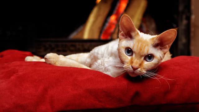 Dorosły Devon Rex: Cechy, pielęgnacja i zdrowie kota rasy Devon Rex Dorosły Devon Rex: Cechy, pielęgnacja i zdrowie kota rasy Devon Rex