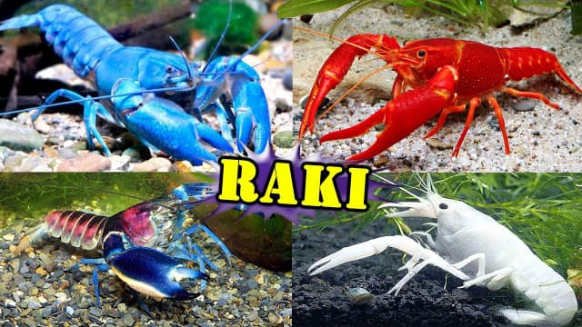 Jakie raki do akwarium z rybkami wybrać, by uniknąć problemów? Jakie raki do akwarium z rybkami wybrać, by uniknąć problemów?