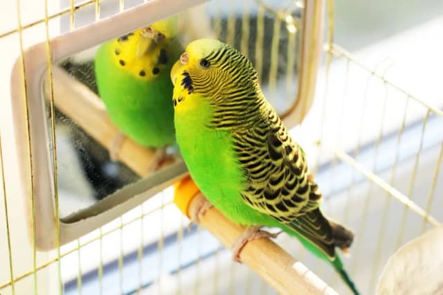 Ile kosztuje papuga falista w sklepie zoologicznym? Ceny i zdrowie ptaków Ile kosztuje papuga falista w sklepie zoologicznym? Ceny i zdrowie ptaków