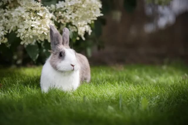 Jaka karma dla królika? Odkryj, co zapewni zdrowie i szczęście Jaka karma dla królika? Odkryj, co zapewni zdrowie i szczęście