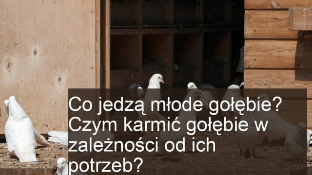 Co jedzą małe gołębie? Kluczowe składniki diety piskląt Co jedzą małe gołębie? Kluczowe składniki diety piskląt