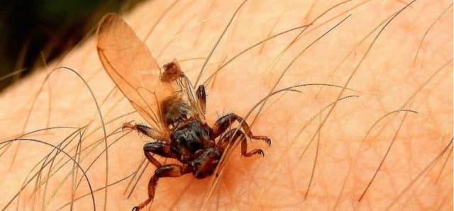 Co jest podobne do kleszcza? Odkryj niebezpieczne owady, które mogą cię ugryźć Co jest podobne do kleszcza? Odkryj niebezpieczne owady, które mogą cię ugryźć