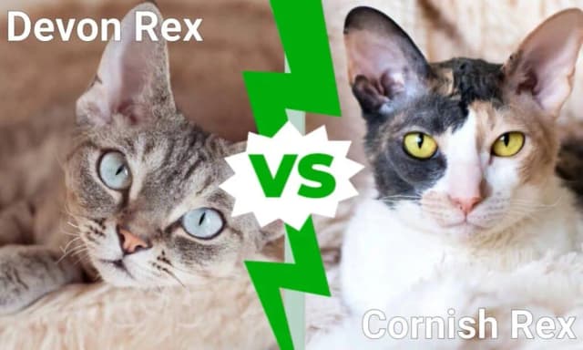 Cornish Rex vs Devon Rex: Kluczowe różnice, które musisz znać Cornish Rex vs Devon Rex: Kluczowe różnice, które musisz znać