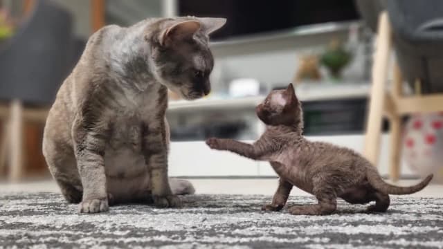 Hodowla Devon Rex w Warszawie - najlepsze miejsca na kocięta Hodowla Devon Rex w Warszawie - najlepsze miejsca na kocięta