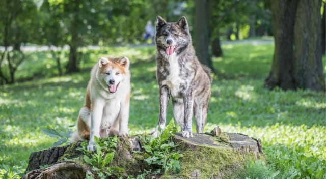 Akita Inu ile żyje? Odkryj tajemnice długowieczności tej rasy Akita Inu ile żyje? Odkryj tajemnice długowieczności tej rasy