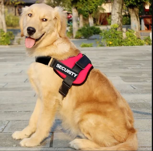 Obroża czy szelki dla golden retrievera - co wybrać dla psa? Obroża czy szelki dla golden retrievera - co wybrać dla psa?