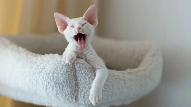 Białe koty Devon Rex: unikalne cechy, osobowość i dostępność Białe koty Devon Rex: unikalne cechy, osobowość i dostępność