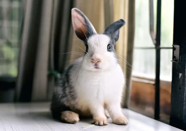 Jak króliki okazują miłość? Odkryj ich zaskakujące zachowania Jak króliki okazują miłość? Odkryj ich zaskakujące zachowania