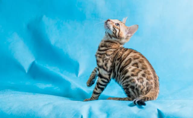 Czy Devon Rex uczula? Dowiedz się, jak uniknąć alergii na kota Czy Devon Rex uczula? Dowiedz się, jak uniknąć alergii na kota