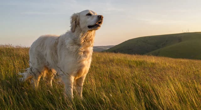 Czy golden retriever jest agresywny? Odkryj prawdę o tej rasie Czy golden retriever jest agresywny? Odkryj prawdę o tej rasie